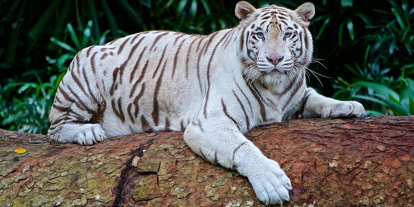 White tiger at Arignar Anna Zoological Park, a famous tourist attraction in Chennai.