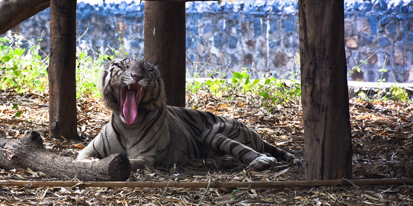 A tiger at Arignar Anna Zoological Park, a popular tourist destination near Vandalur Zoo.