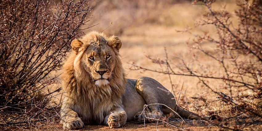 Majestic lion resting, representing the wildlife found in a famous place in Uttar Pradesh.