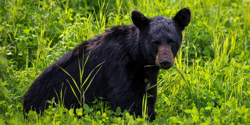 The wilderness of Askot Wildlife Sanctuary - one of the wildlife sanctuaries in Uttarakhand.