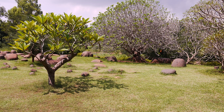 A picture of the lush plants and greenery spread across a botanical garden in Auroville