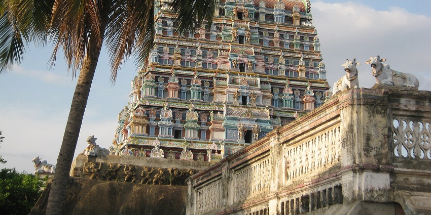 Avudayar koil gopuram behind a tree with its Dravidian architectural style details.
