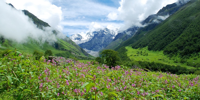 Colorful alpine meadow and wildflowers framed by Himalayan peaks in Valley of Flowers