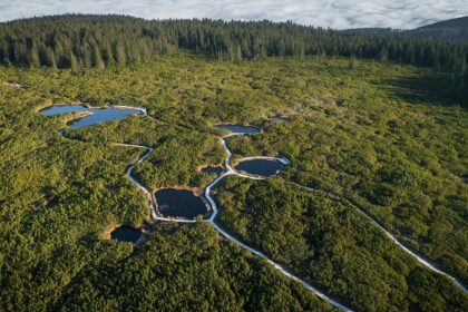 An aerial view of the vast Bakhira Wildlife Sanctuary, showing its lush greenery