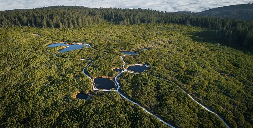 An aerial view of the vast Bakhira Wildlife Sanctuary, showing its lush greenery