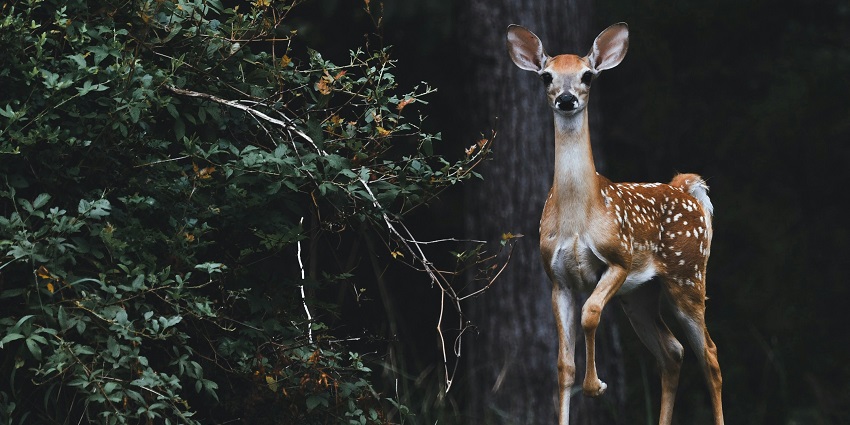 Diverse fauna at Ballavpur Wildlife Sanctuary, a nature lover’s place in Shantiniketan.