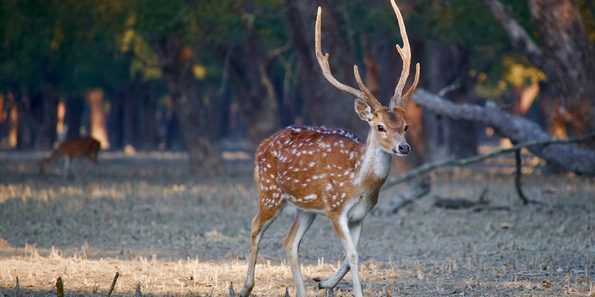 Ballavpur Wildlife Sanctuary is one of the most lush places to visit for every traveller.