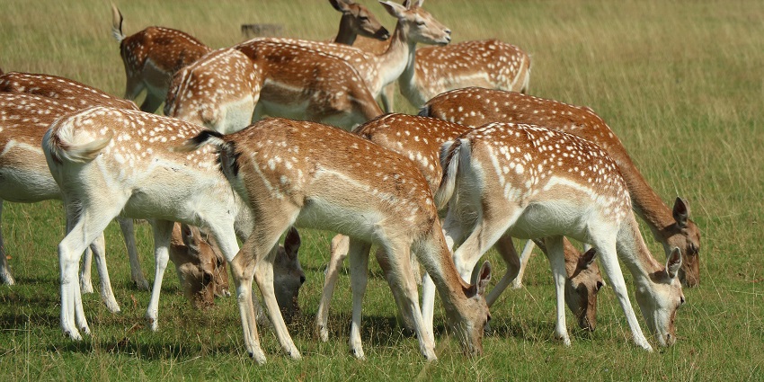 Spot diverse flora and fauna at Ballavpur Wildlife Sanctuary & Deer Park, West Bengal.