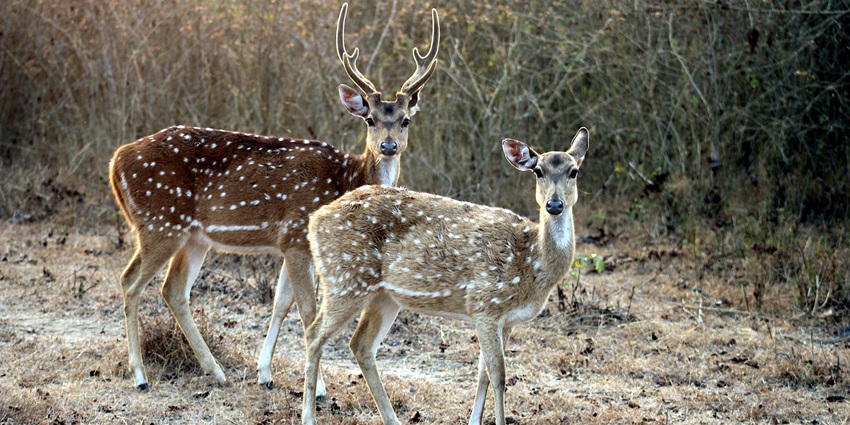 A group of Chital deer standing together in Bandipur National Park, surrounded by lush vegetation.