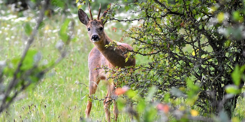 A picture of Bandipur National Park, one of the popular places to visit in Mudumalai