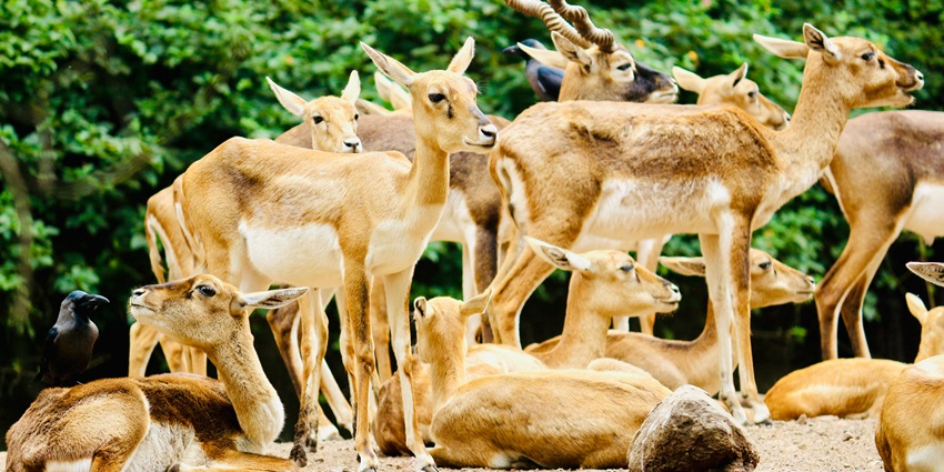 An image of Bandipur Park with a herd of antelopes standing with their long curved horns.