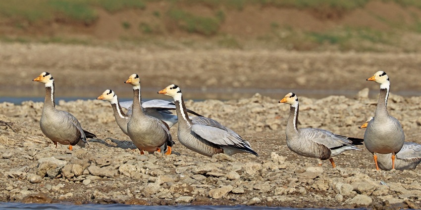 A group of bar-headed geese migrated to the sanctuary.