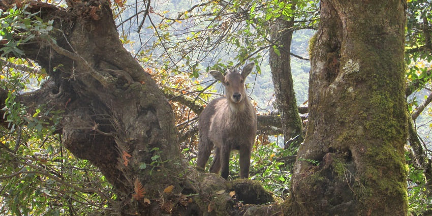 A Goral at the Benog Wildlife Sanctuary, ideal spot for wildlife lovers