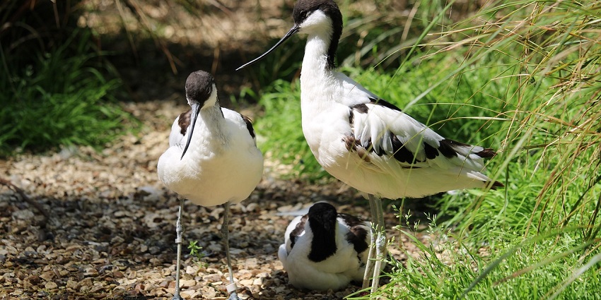 A picture of birds at the Benog Wildlife Sanctuary, located near Mussoorie
