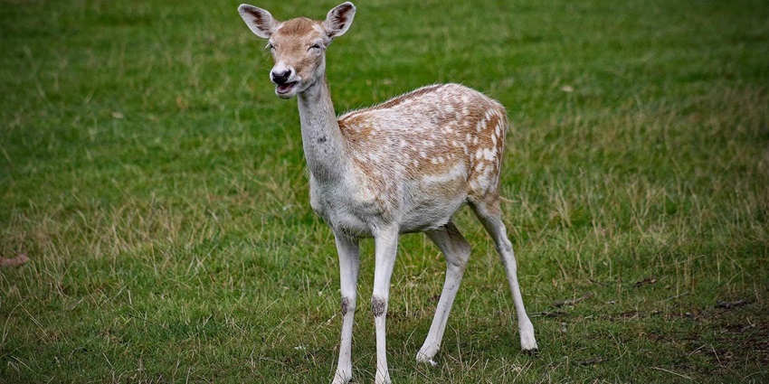 Beautiful deer spotted in a wildlife sanctuary similar to the Pilibhit National Park.