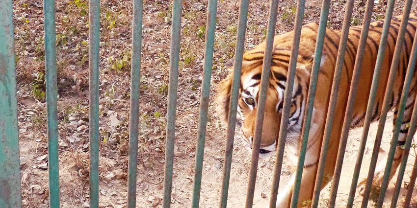 Image of a tiger lying on the grass in a naturalistic enclosure