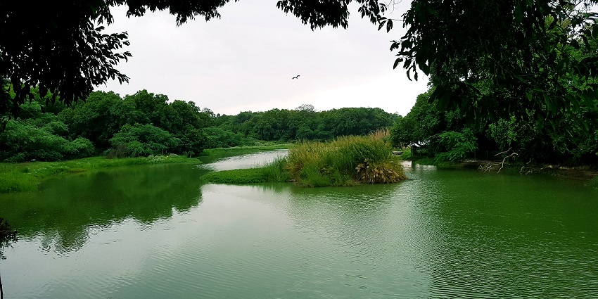 A view of the lake at Kanpur Zoo, surrounded by dense greenery and natural beauty.