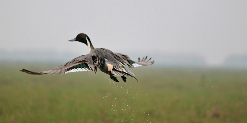 You can spot a variety of migratory birds at the Sohagi Barwa Wildlife Sanctuary