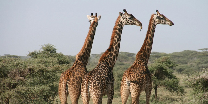 An image of the grasslands of the Indira Gandhi Wildlife Sanctuary with giraffes standing