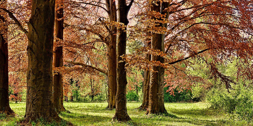 An image of a park surrounded by autumn trees, a serene travel destination in nature.