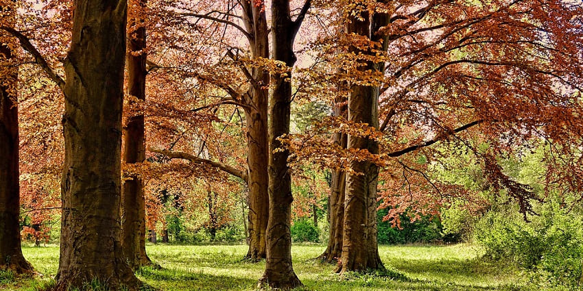 An image of a park surrounded by autumn trees, a serene travel destination in nature.