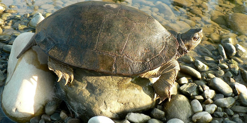 Visit this Turtle Wildlife Sanctuary between October and March for scenic experiences