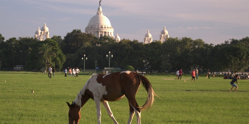 A horse eating grass at nature park Kolkata in the evening