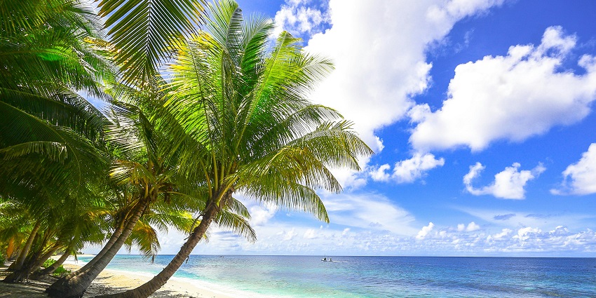 A picture of a beach with pine trees on the side and vast blue sea visible