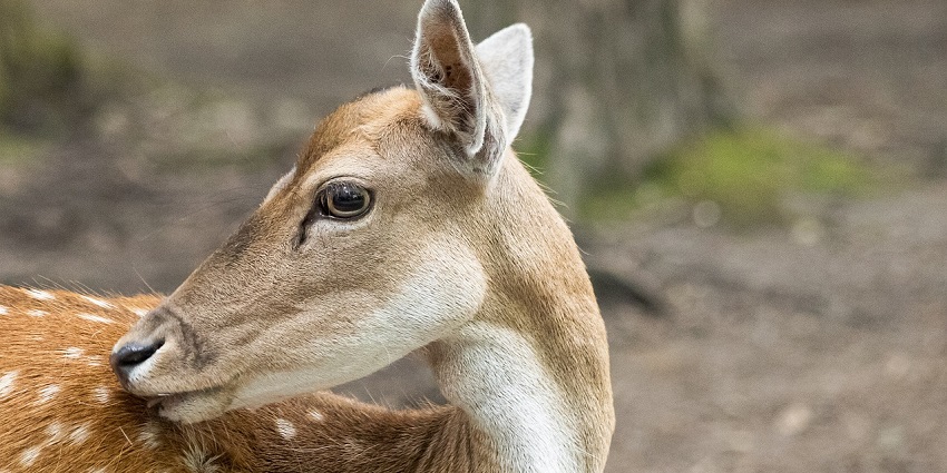 Fallow deer grazing in the wild, highlighting its distinctive spots and graceful form.