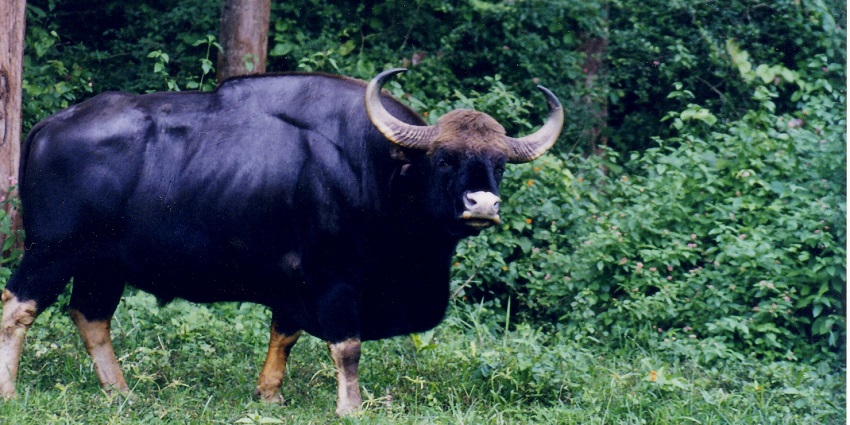 Watch animals in action at the Sathyamangalam National Park during the winter season