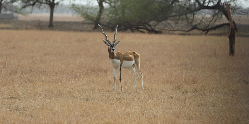The best time to visit the wildlife sanctuary in Vallanadu is from October to March.