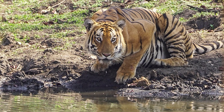 A tiger drinking water from a pond in Mudumalai National Park, surrounded by lush greenery and natural habitat.