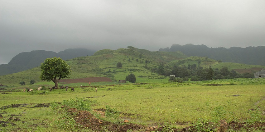 A view of monsoon season with a farmer and cattle in a dense, rain-soaked green field.