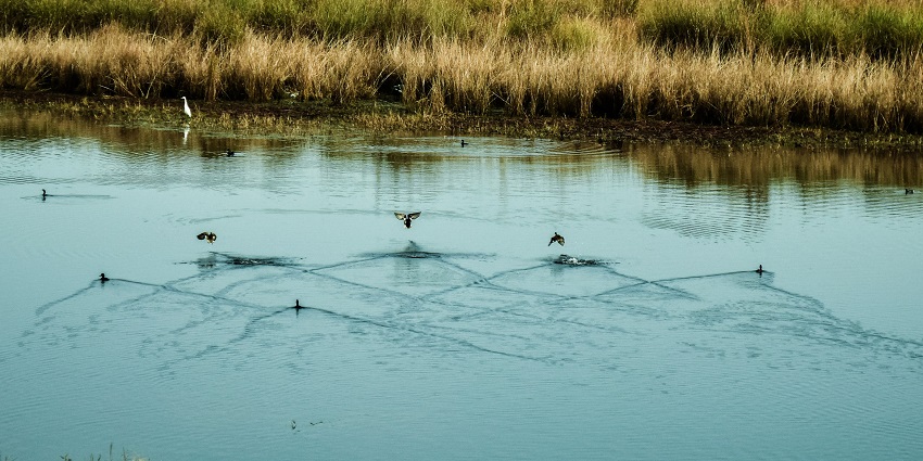 A flock of birds soaring over the wetlands of the major attraction of Uttar Pradesh.