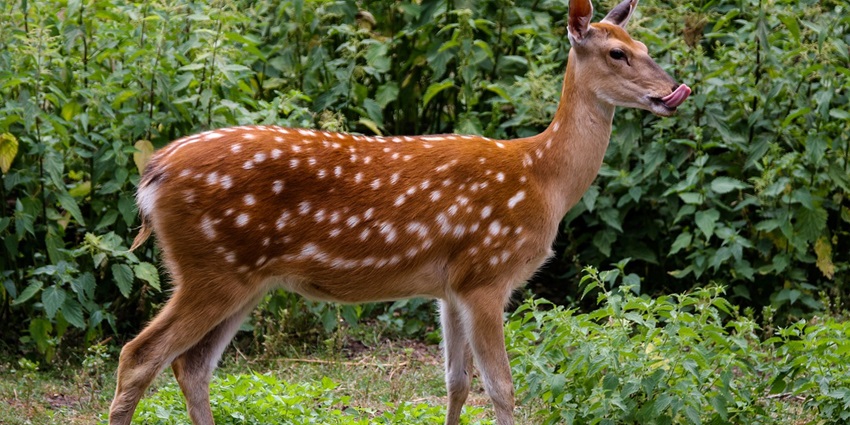 Fallow deer grazing in the wild, highlighting its distinctive spots at Grass Hills National Park