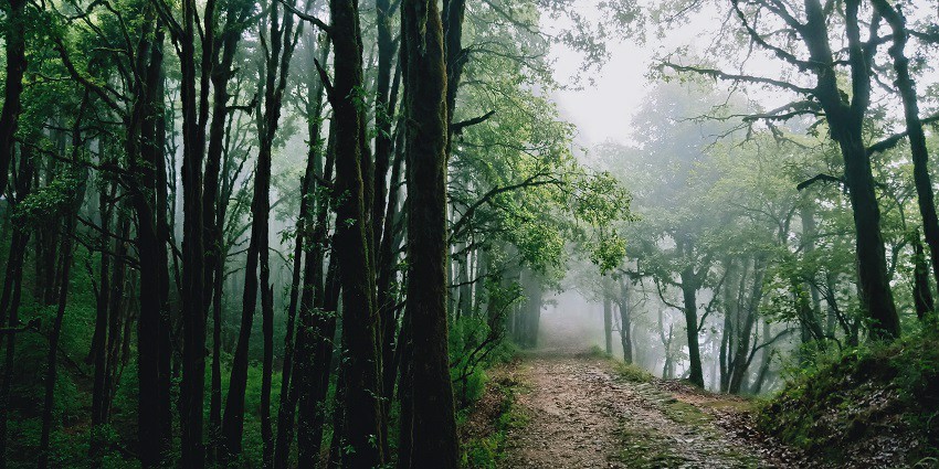 Peaceful nature during a visit to Binsar Wildlife Sanctuary in the month of March.