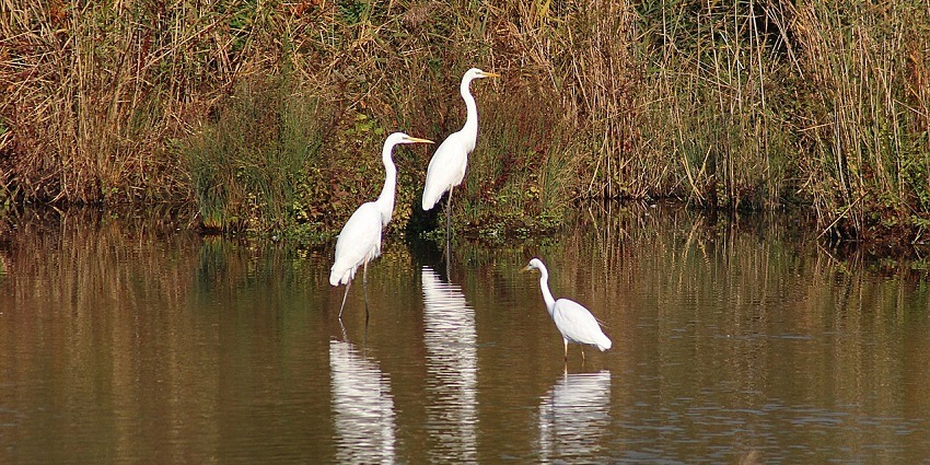 A picture of migratory birds at a wildlife sanctuary in Dehradun, Uttarakhand