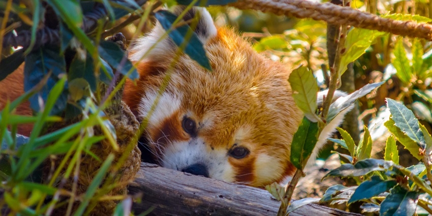 Best time to visit the zoo is between the months of April to June and September to November.