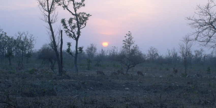 Picturesque view of sunset at Chilla Wildlife Sanctuary - surrounded by lush green nature