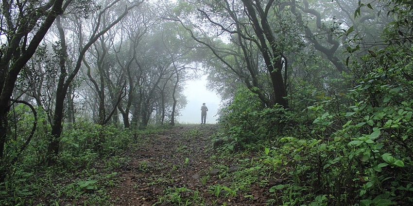 A picturesque view of a path with trees on both sides on a misty morning