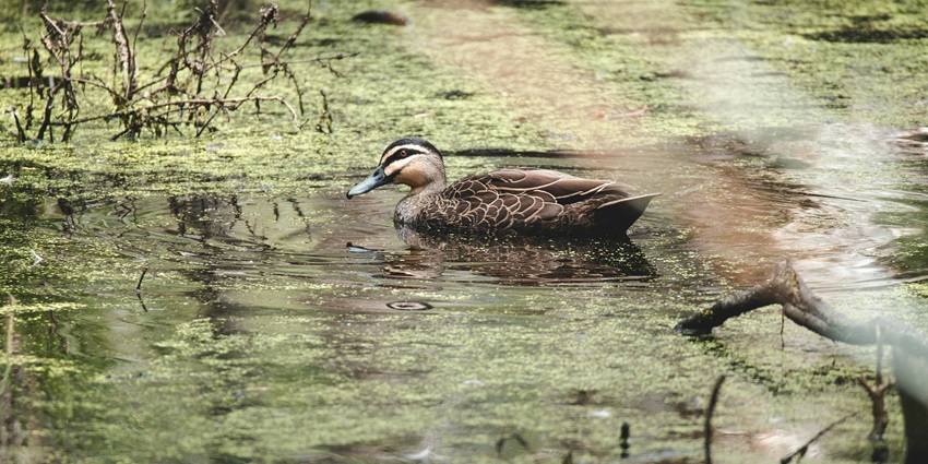 Duck in a lake at Askot Wildlife Sanctuary amidst the lush dense forest and lake