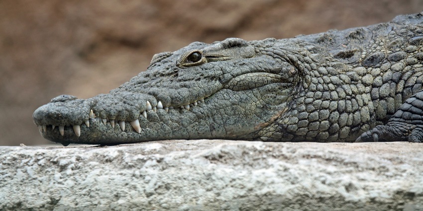 A must-visit destination for admiring the famous Sundarbans crocodiles in Bengal.