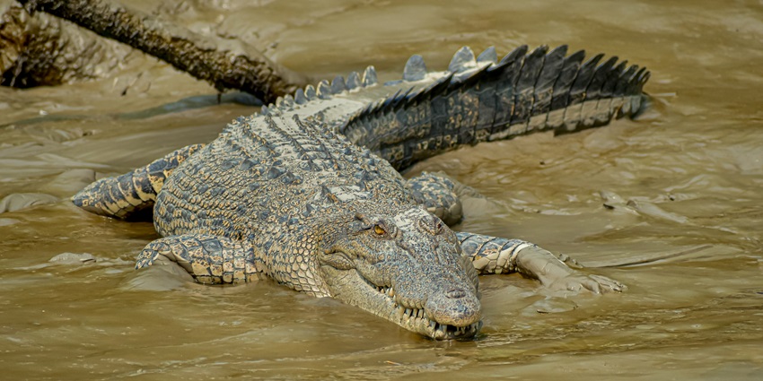 Crocodile at Bhagabatpur, a place to visit in Sundarban
