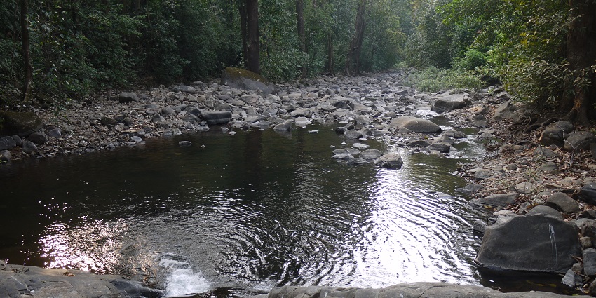 Lush greenery in Bhagwan Mahaveer Sanctuary, a serene place to visit in Goa.