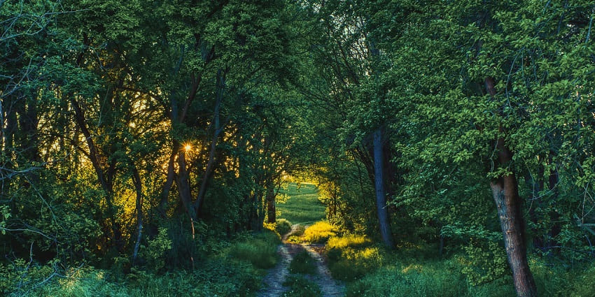 Image of Wildlife Sanctuary featuring dense forests resembling the Bhimbandh Wildlife Sanctuary