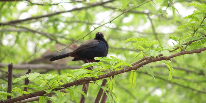 A picture of a bird resting on a tree branch, taken at the Bhindawas Wildlife Sanctuary