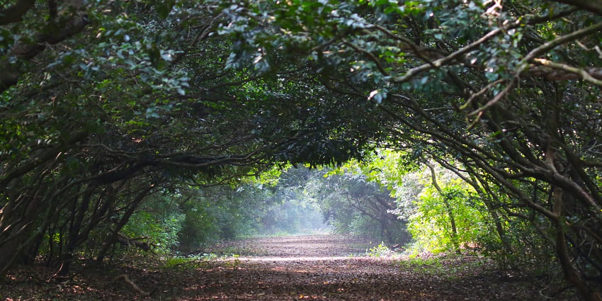 An image showing a beautifully dense green path in Bhitarkanika Wildlife Sanctuary.