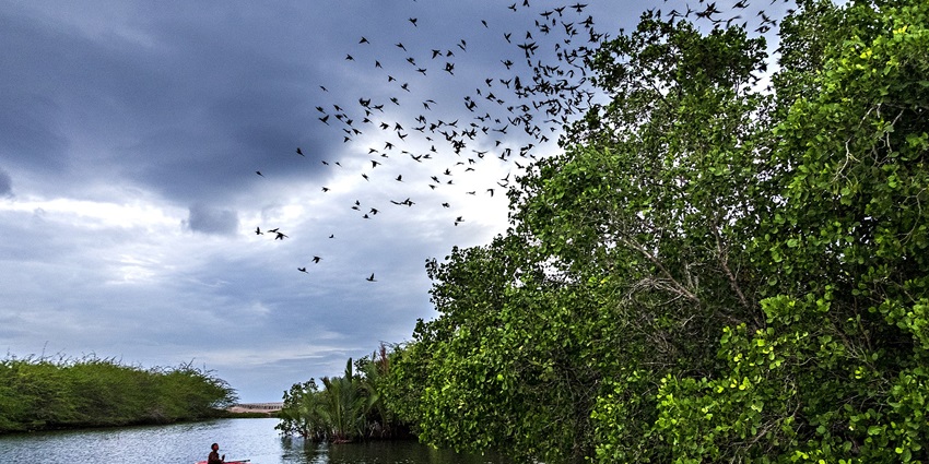A picture of a beautiful mangrove forest with a boat sailing in the nearby waterbody