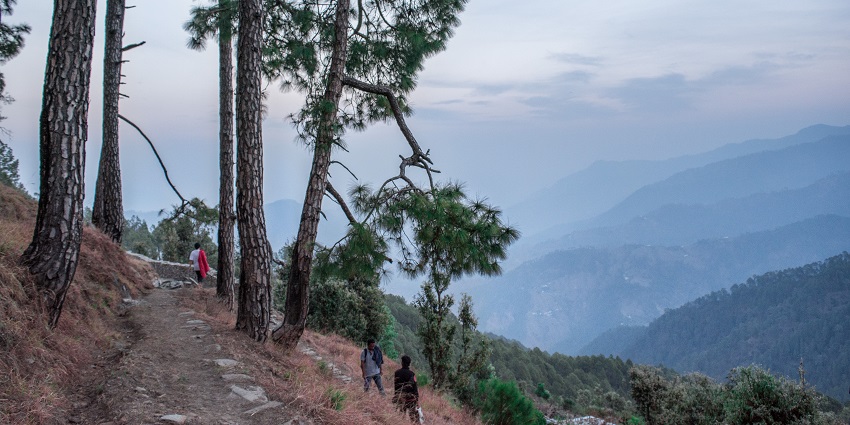 A picture of Binsar forest - one of the hill stations near Jim Corbett National Park.