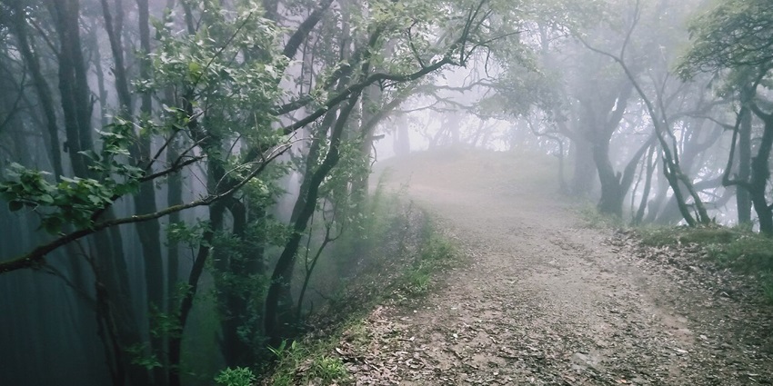 Road way at Binsar, great experience at hill station near Nainital.